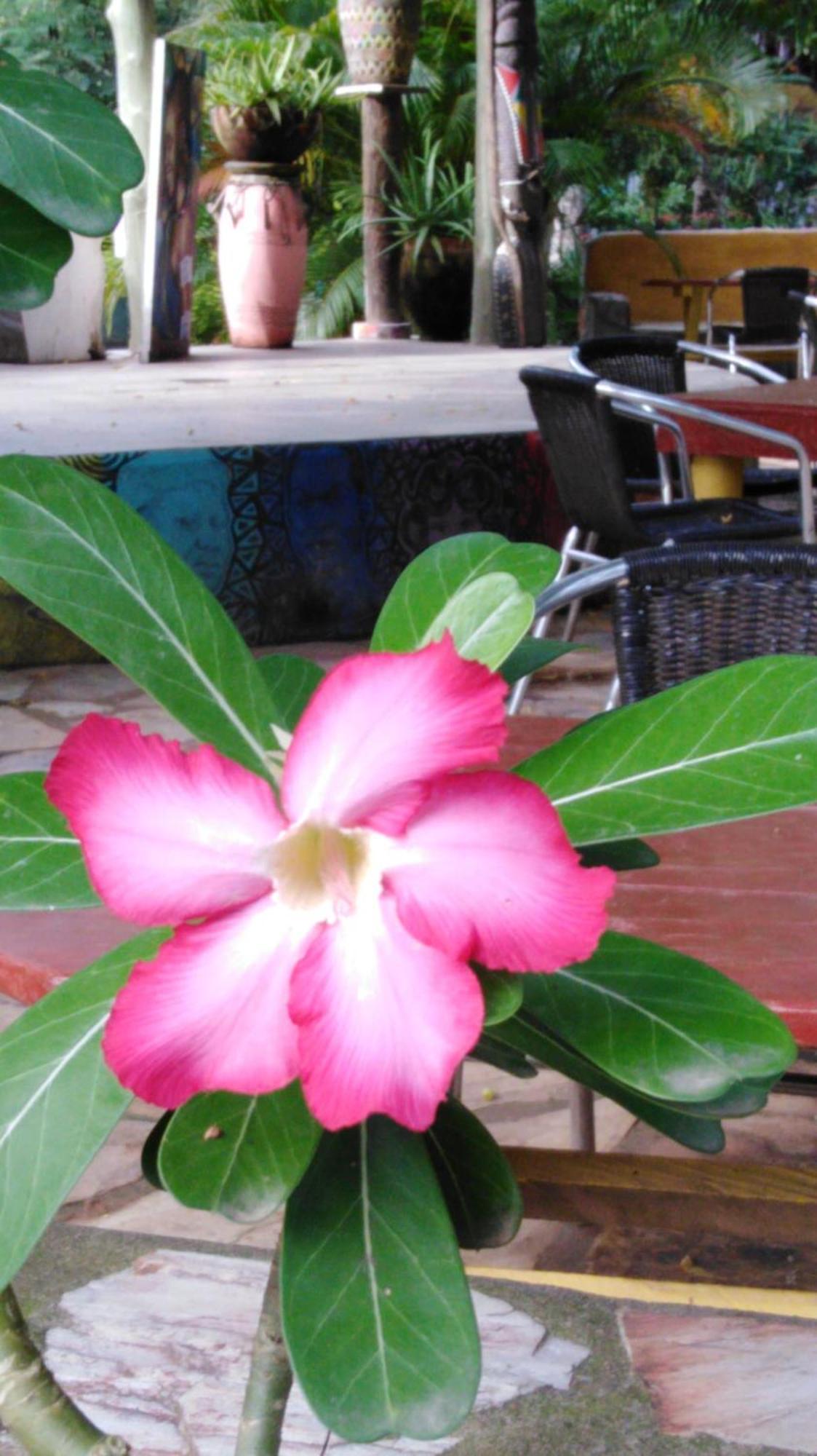 Kokrobite Gardens Restaurant And Guest House ภายนอก รูปภาพ